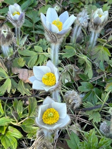 Kangasvuokko Etelä-Karjalan maakuntakuntakukka
Oli kukassa lähellä kokoontumispaikkaamme