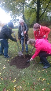 Annika, Sirkku, Riitta ja kaupunginpuutarhuri Hannu Tolonen sekä tietysti katsura meidän oma puu arboretumissa